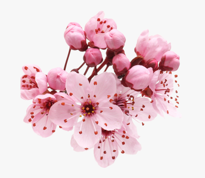 Sakura Cherry Blossom Png, Transparent Png