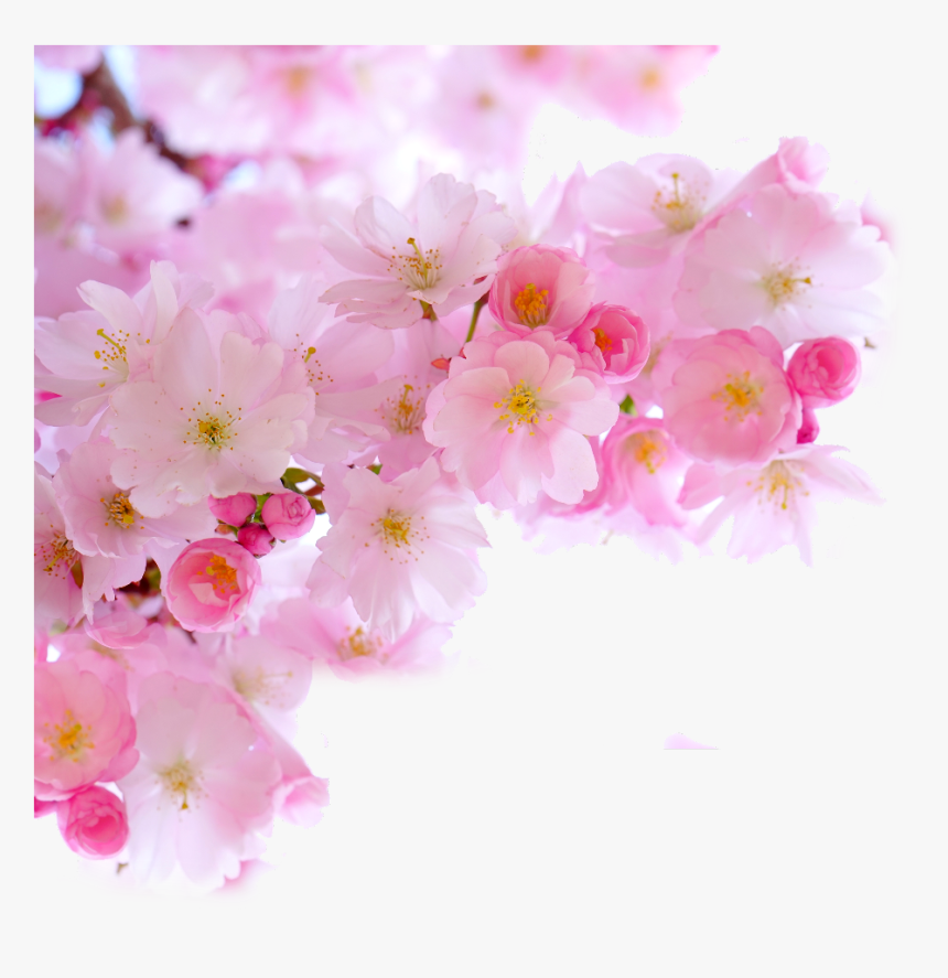 #ftestickers #cherryblossoms #corner #border #pink - Cherry Blossom Branch Png, Transparent Png