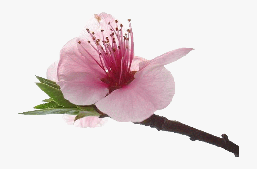 Petal, HD Png Download