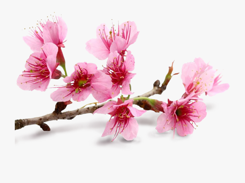 Block & Crown We Salute The Phunk, HD Png Download