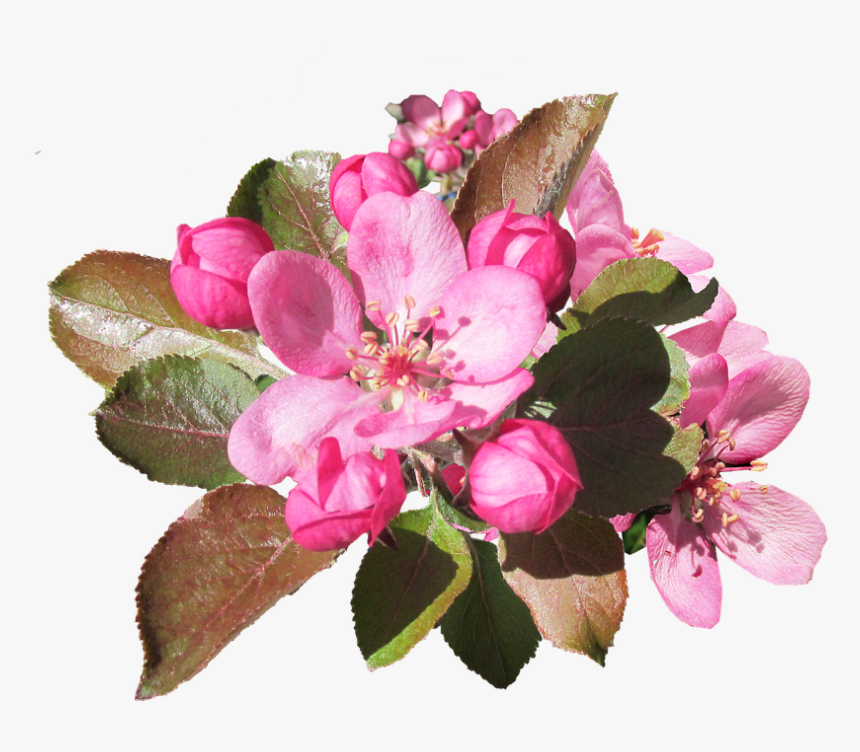 Crabapple Flower Png, Transparent Png