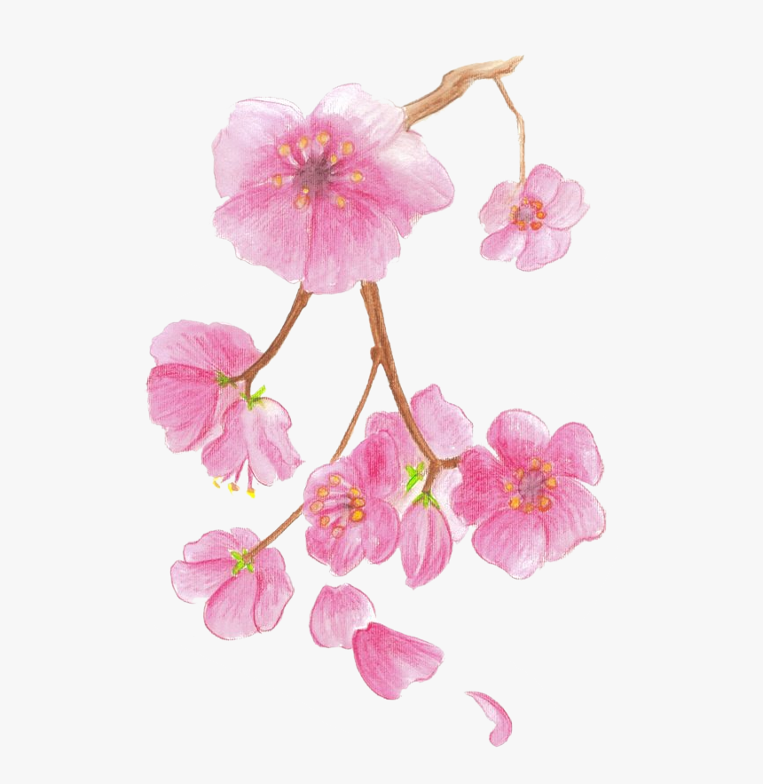 Cherry Blossom Colored Watercolor - Cherry Blossoms Colour Drawing, HD Png Download