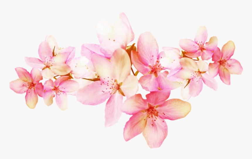 Cherry Blossom, HD Png Download