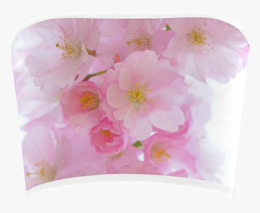 Wonderful Pink Japanese Cherry Tree Blossoms Bandeau - Cherry Blossom, HD Png Download