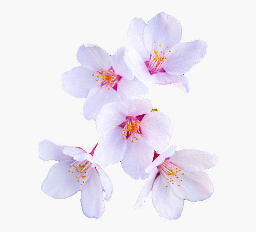 Cherry Blossom Flower Clear Background, HD Png Download