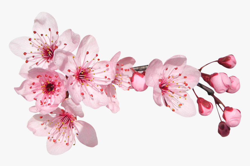 Fleur De Cerisier, HD Png Download