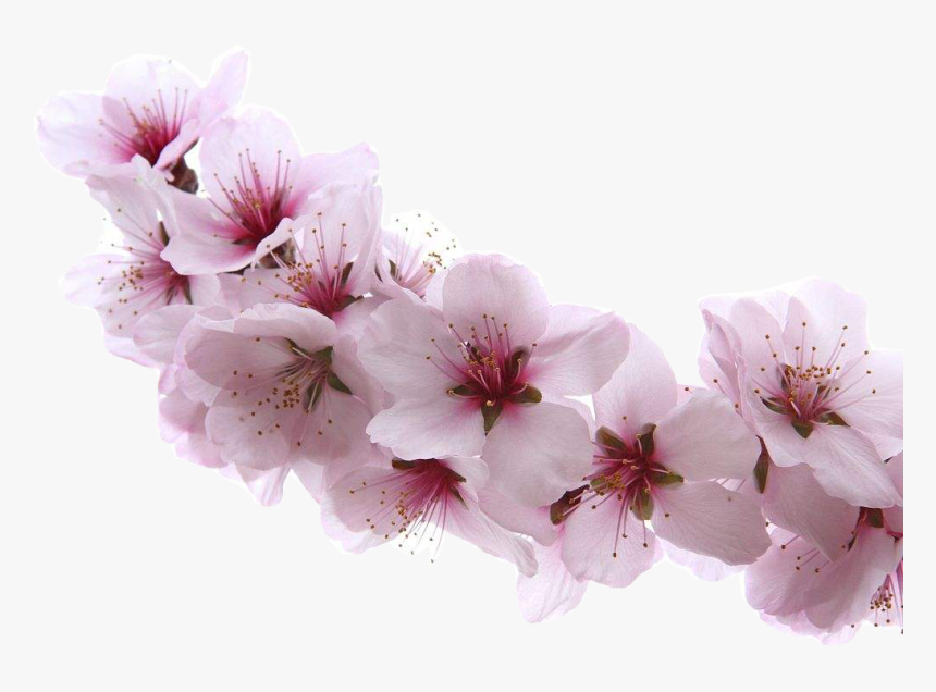 Almond Blossom Flower - Almond Blossom Png, Transparent Png