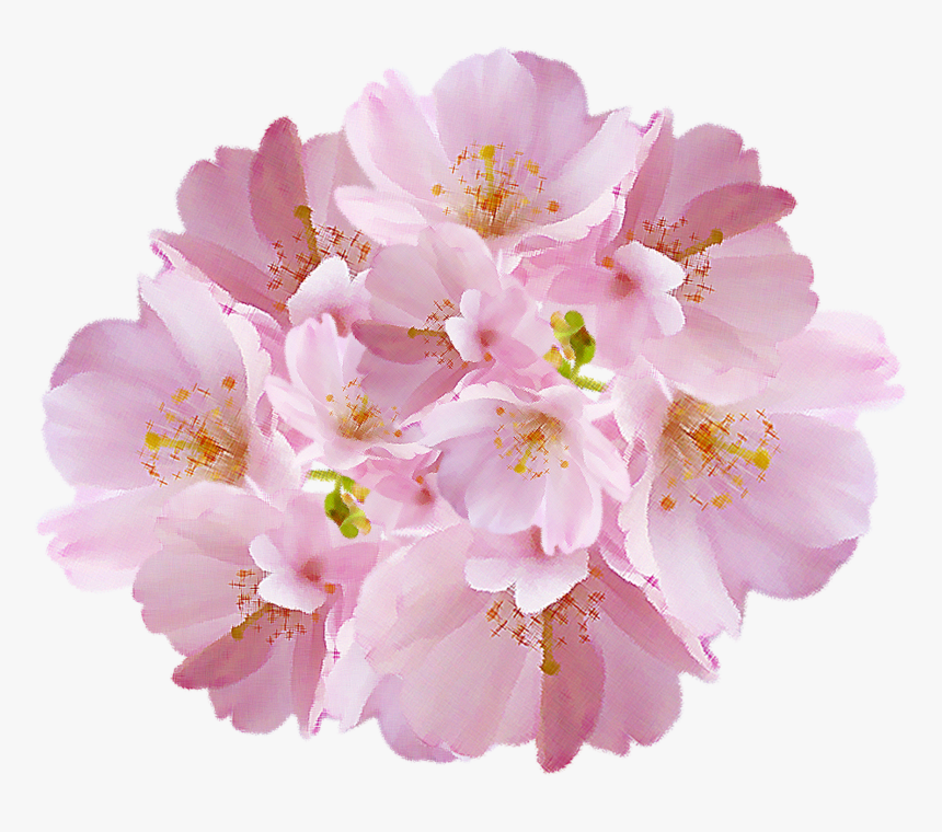 Cherry Blossom, HD Png Download