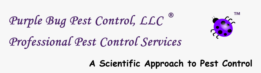 Calligraphy, HD Png Download