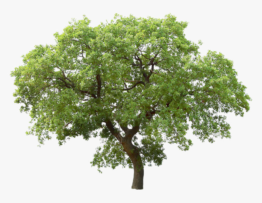 Tree Png Transparent, Png Download