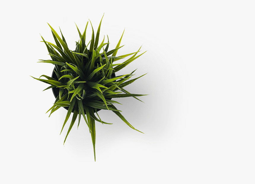 Minimalist Grass Png, Transparent Png