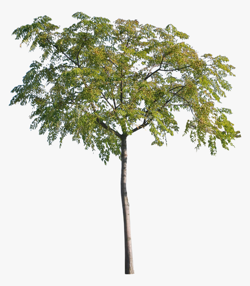 Arbre Cut Out Png, Transparent Png