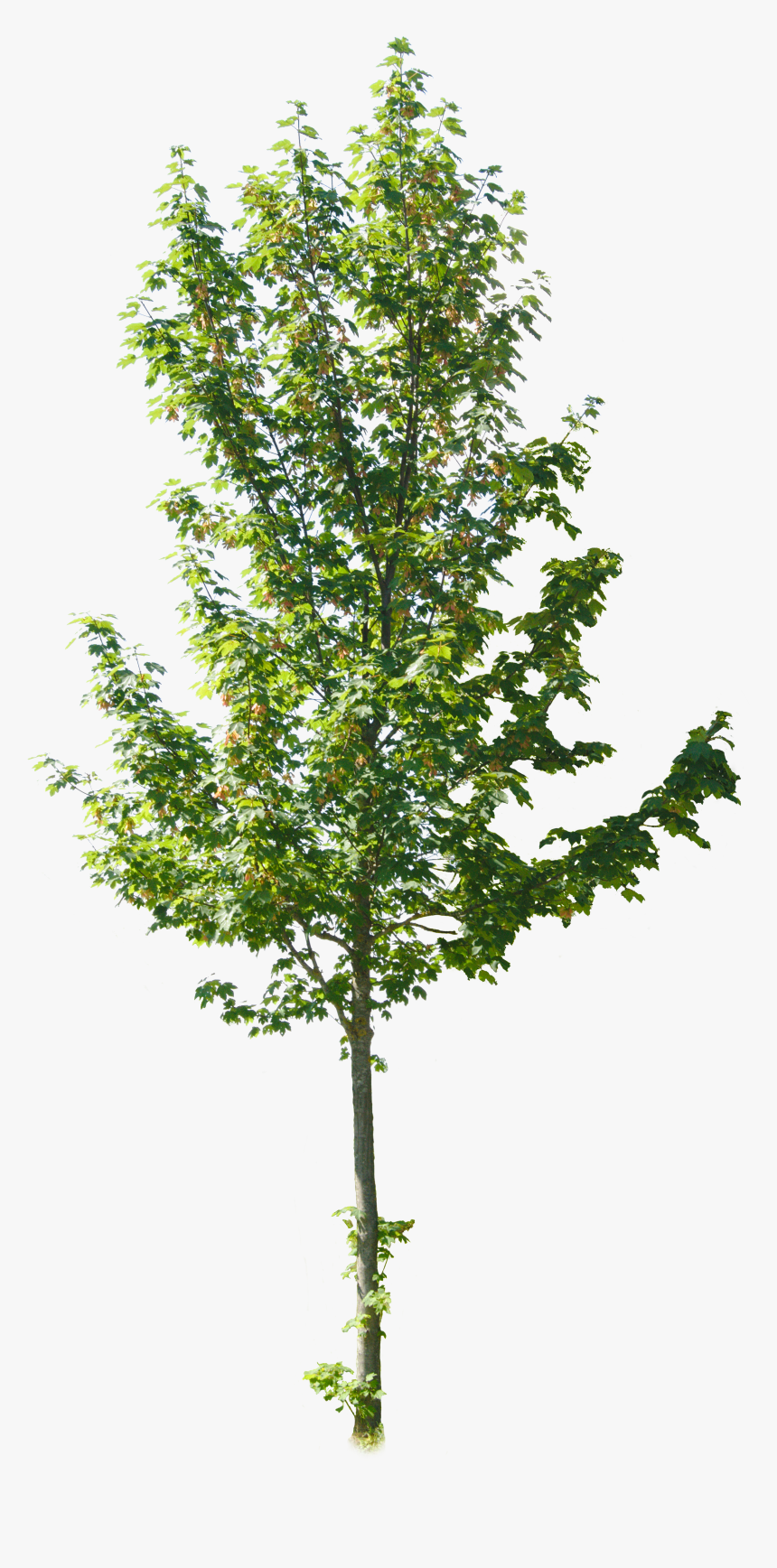 Pond Pine, HD Png Download