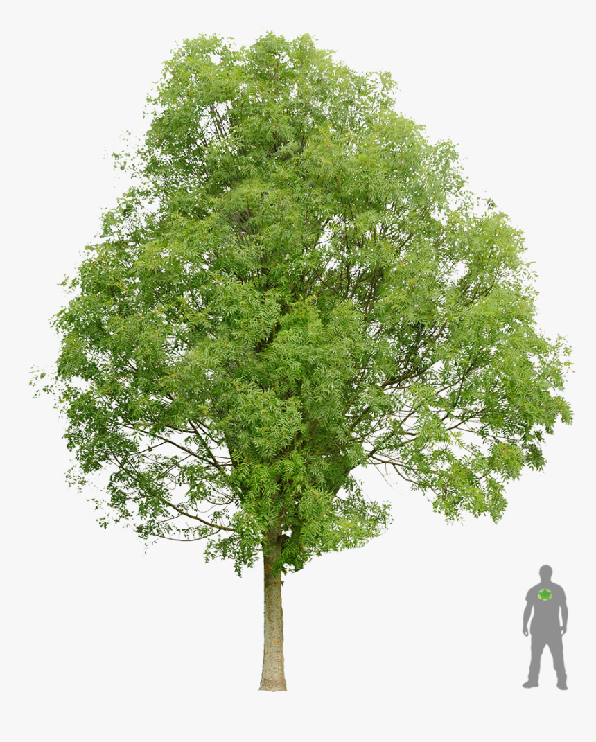 Frêne Commun Architecture Layout, Architecture Graphics, - Norway Maple Tree Png, Transparent Png