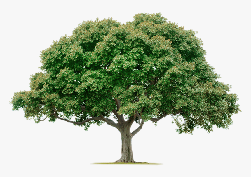 Tree Png, Transparent Png