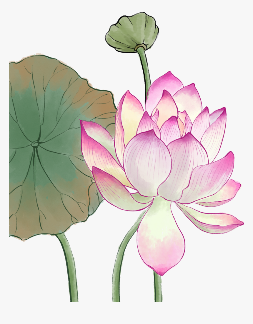 Nymphaea Nelumbo, HD Png Download