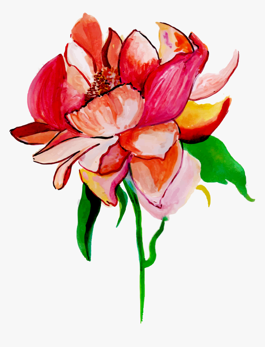 Anthurium, HD Png Download