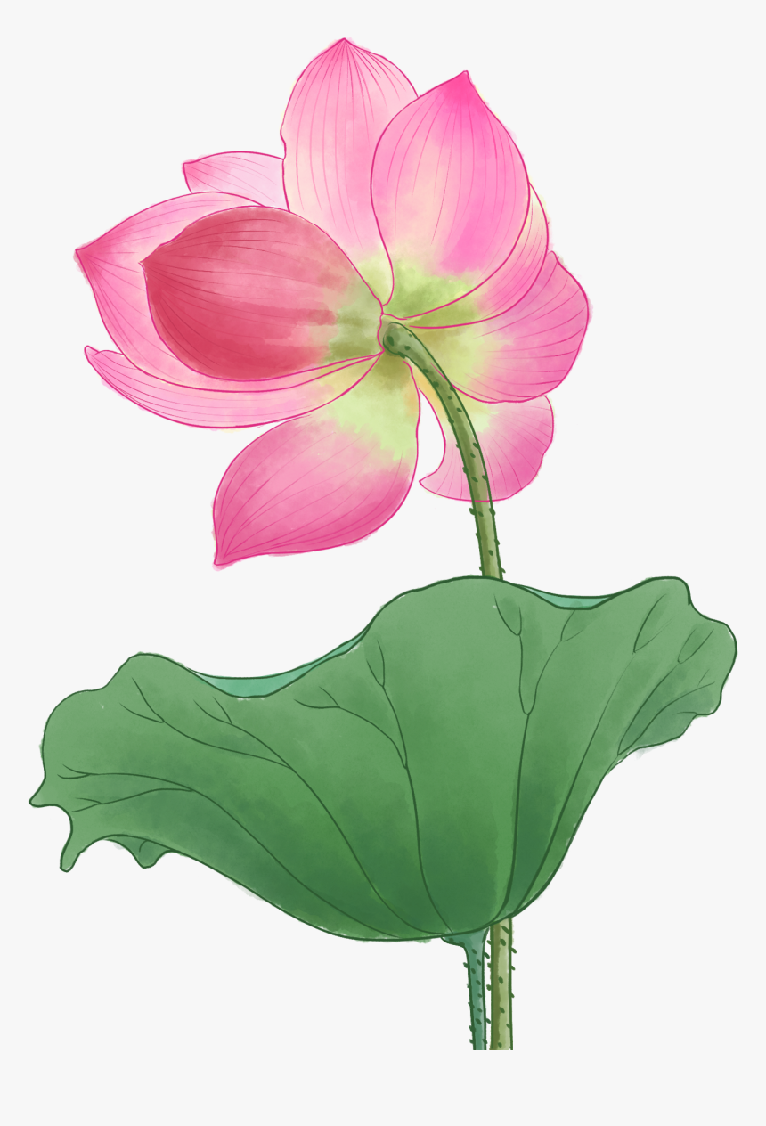 Lily, HD Png Download