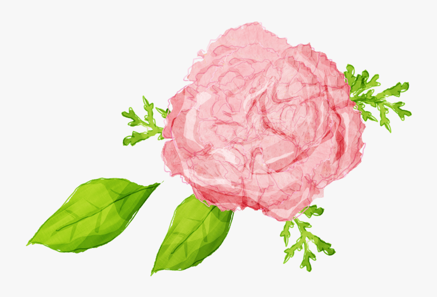 康乃馨花茶美容饮品实物免抠png素材 - Illustration, Transparent Png
