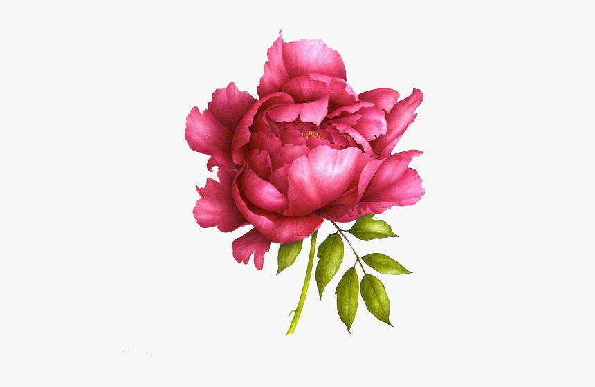 Realistic Peony Drawing, HD Png Download