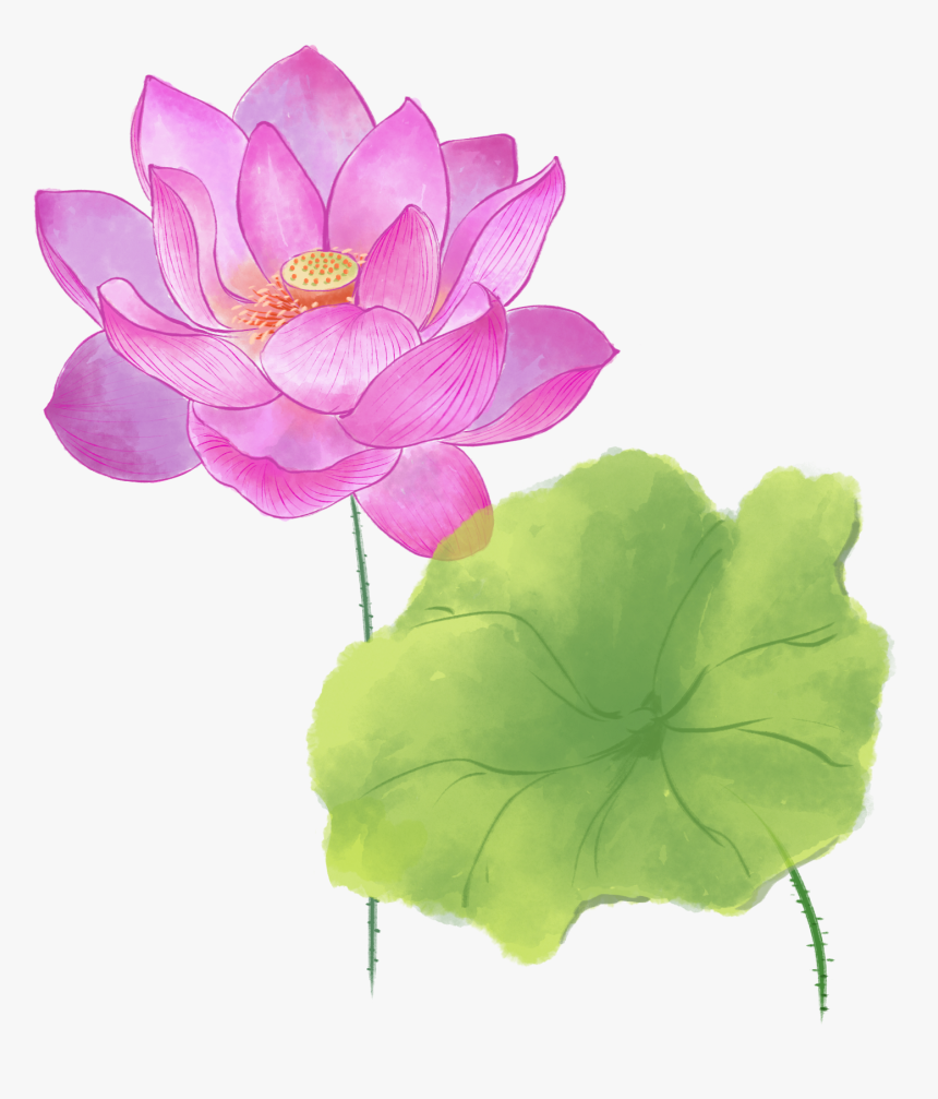 Sacred Lotus, HD Png Download