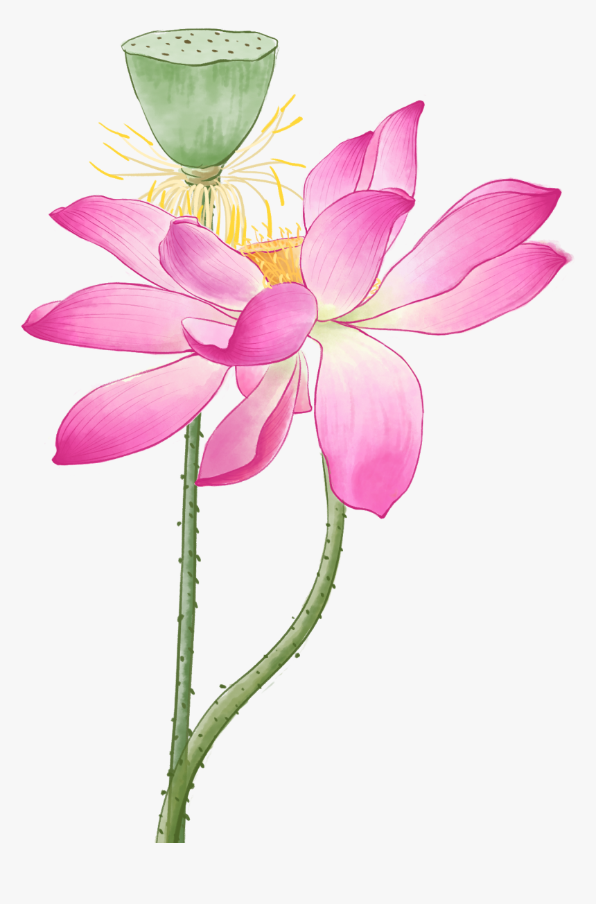 Sacred Lotus, HD Png Download