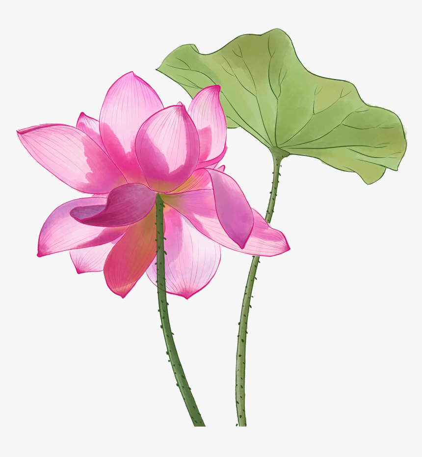 Sacred Lotus, HD Png Download