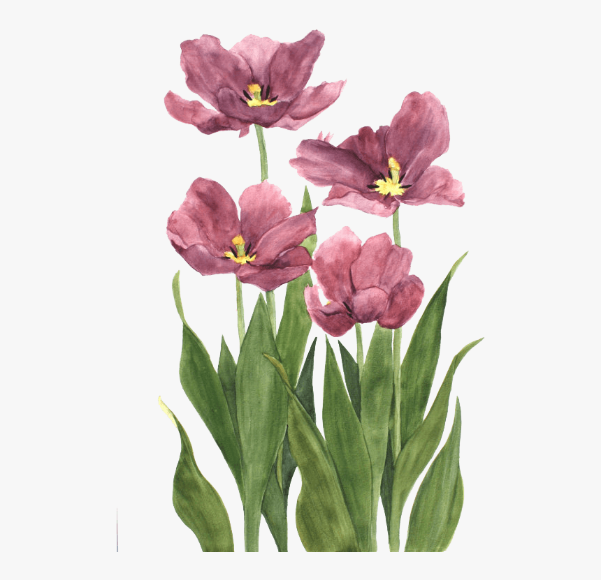 中国风荷花水彩画 - Avatar, HD Png Download