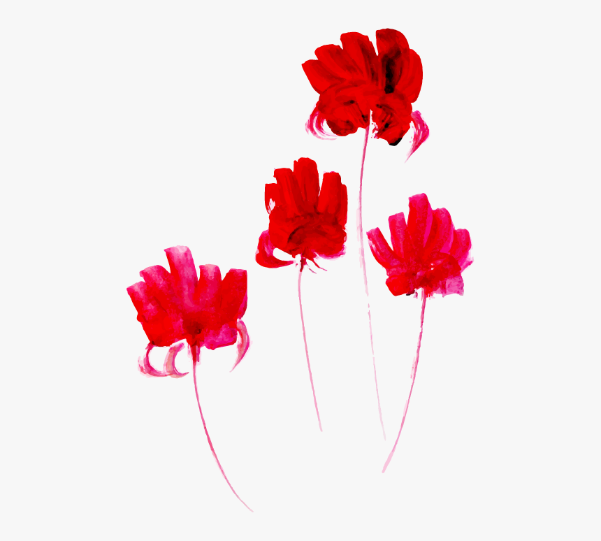 Caesalpinia, HD Png Download