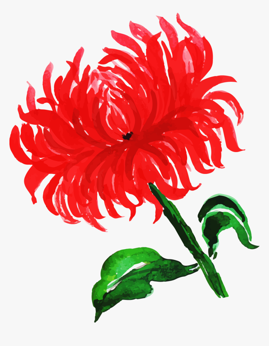 Anthurium, HD Png Download