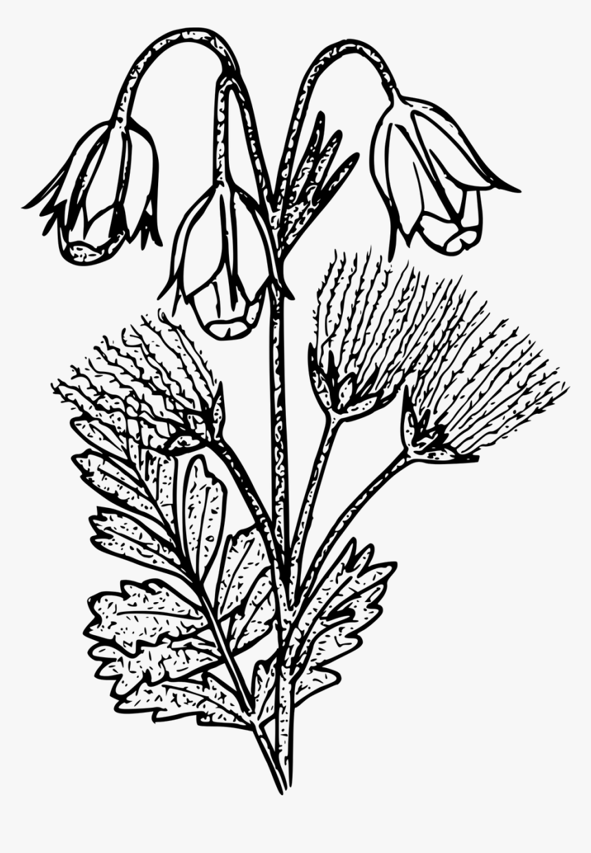 Prairie Smoke Plant Drawn, HD Png Download