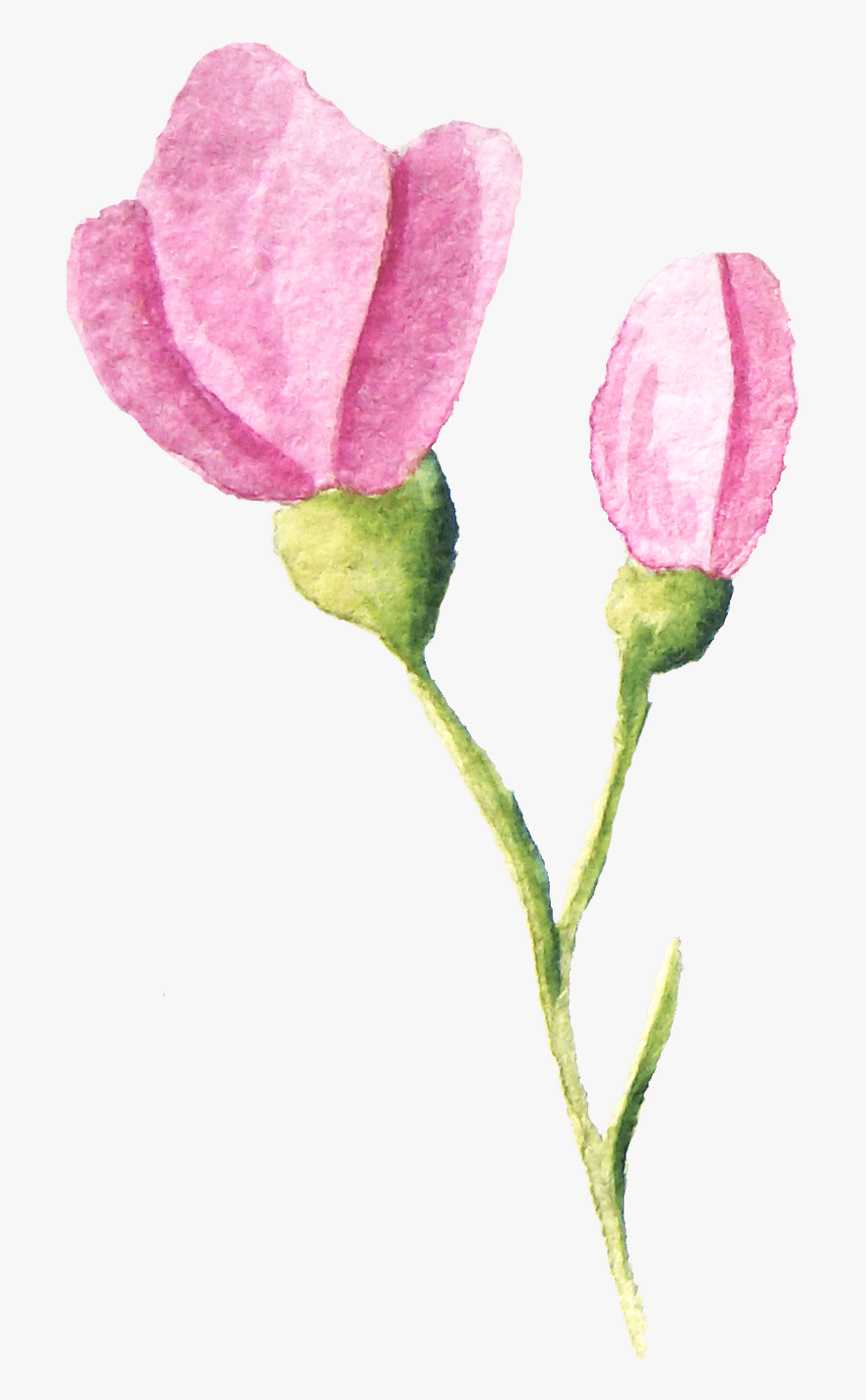 中国风荷花水彩画 - Tulip, HD Png Download