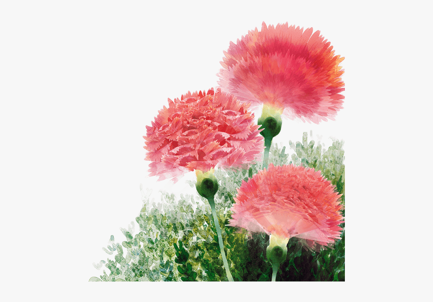 中国风荷花水彩画 - Carnation, HD Png Download
