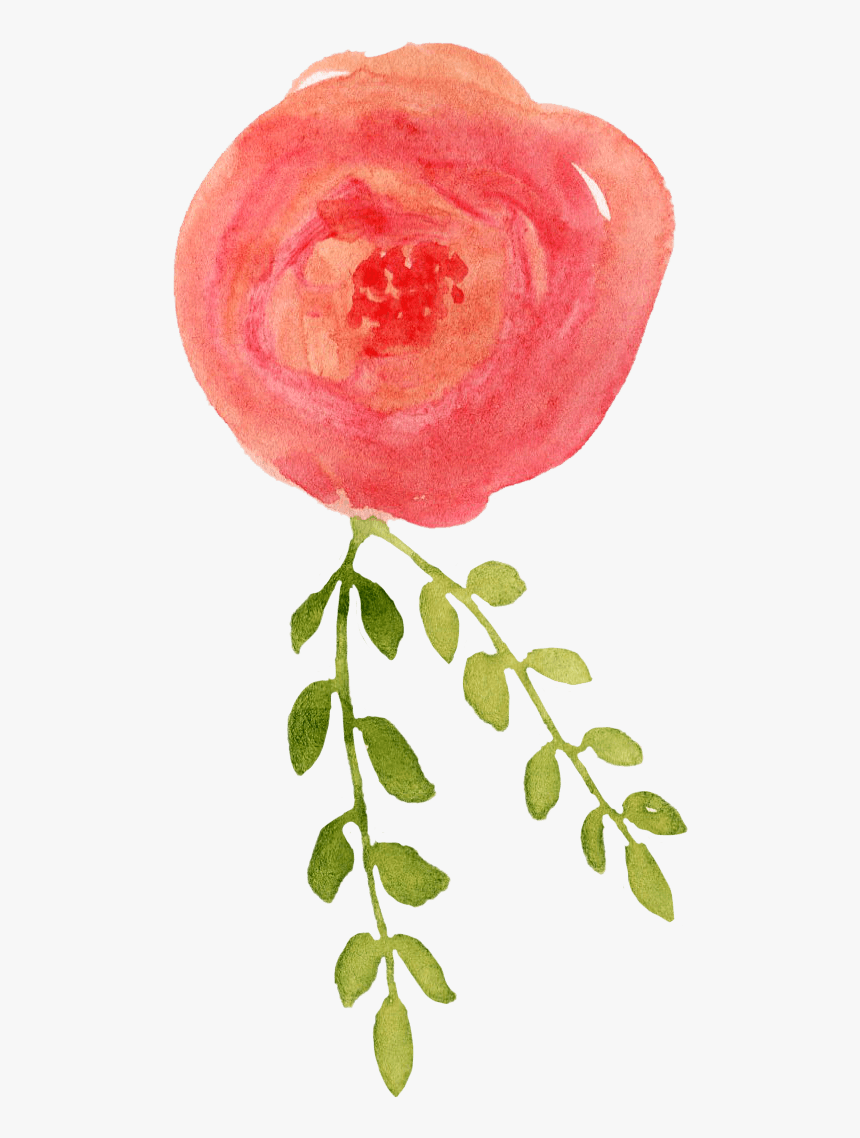 中国风荷花水彩画 - Garden Roses, HD Png Download