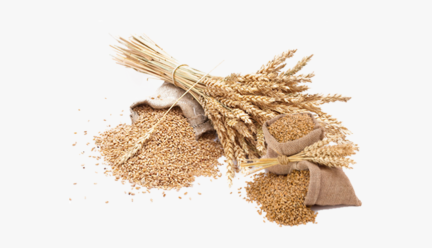 Transparent Background Wheat Png, Png Download
