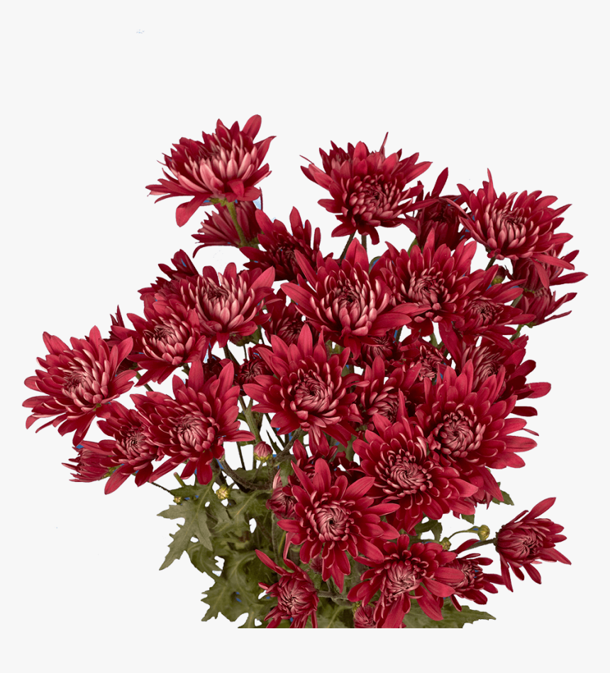 African Daisy, HD Png Download