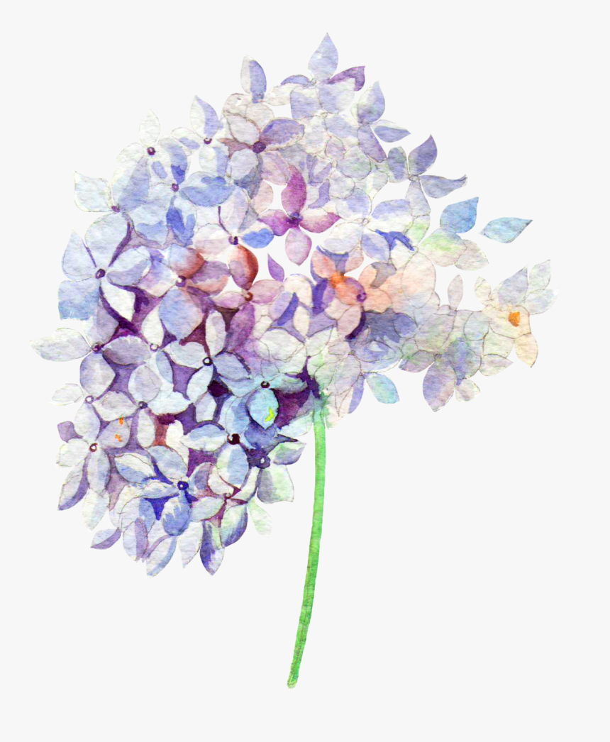 Transparent Hydrangea Watercolor Watercolor, HD Png Download