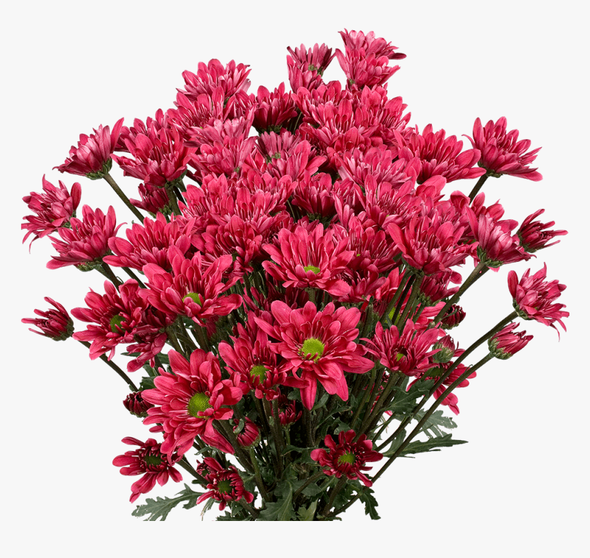 Order Burgundy Chrysanthemum Daisy Flowers - Chrysanths, HD Png Download