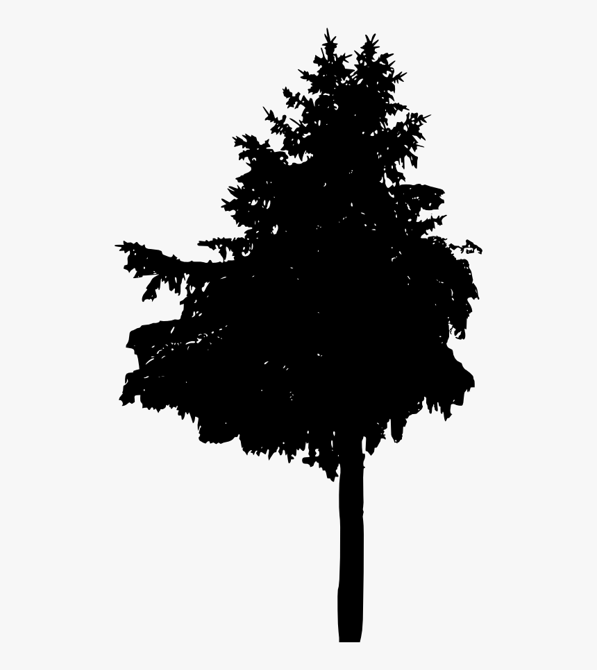 Larch, HD Png Download