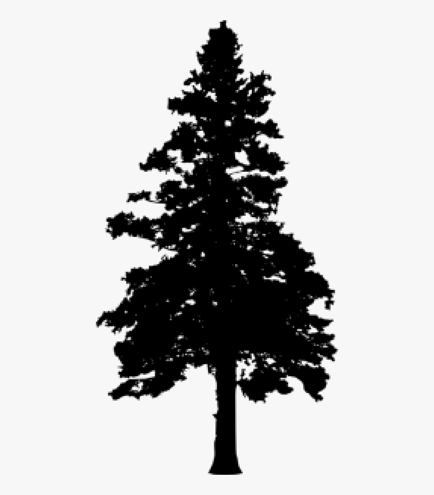 30 Pine Tree Silhouette Vol - Silhouette Pine Tree With No Background, HD Png Download