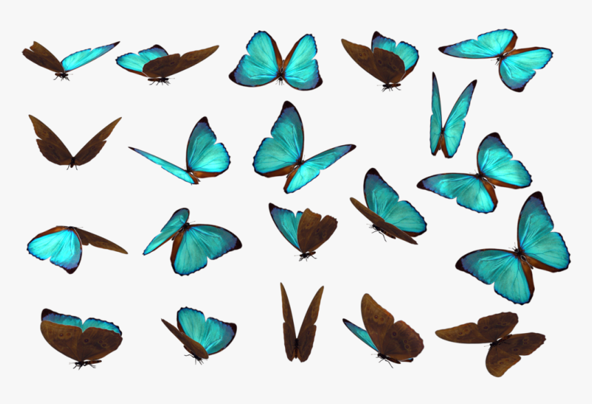 Butterfly References, HD Png Download , Transparent Png Image PNGitem
