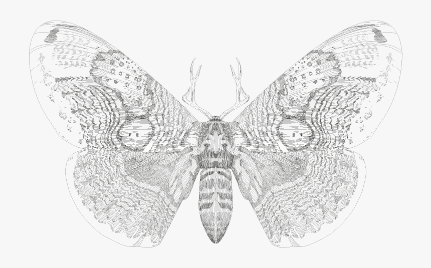 Gold Divider Png, Transparent Png