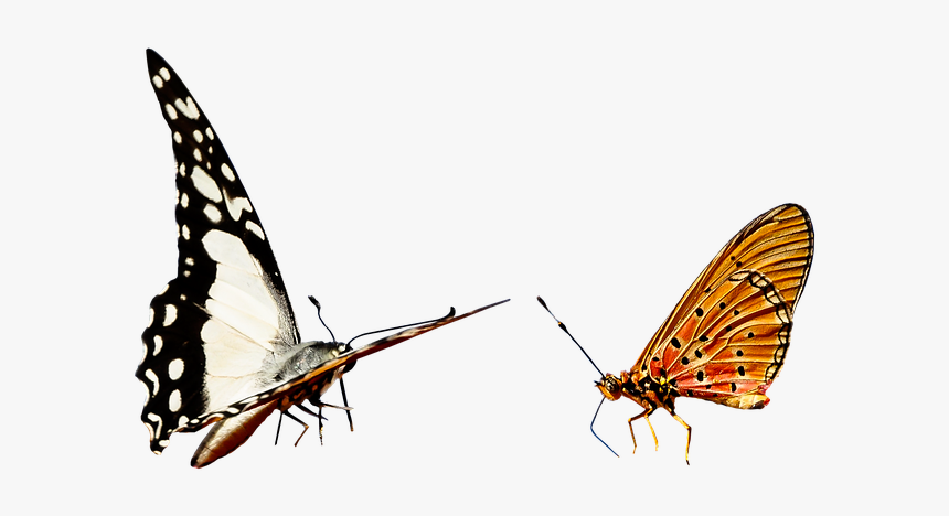 Ảnh Động Bướm Bay, HD Png Download