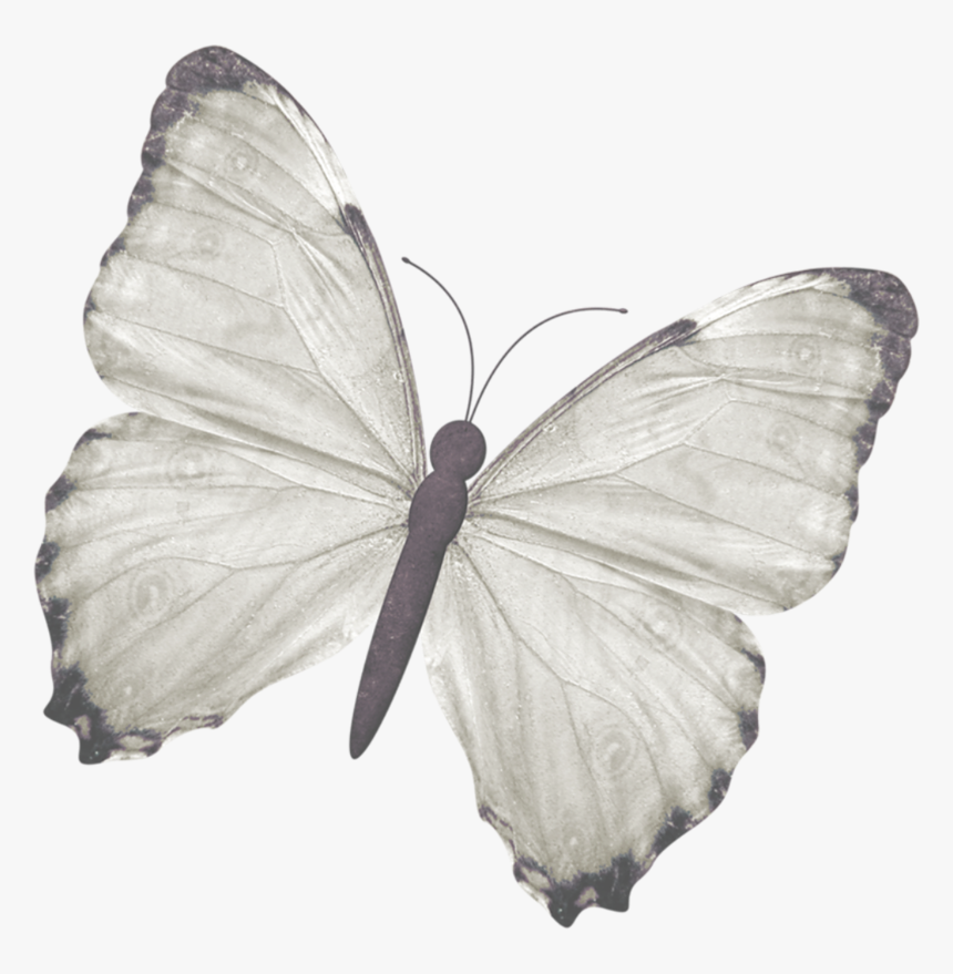 Green-veined White, HD Png Download