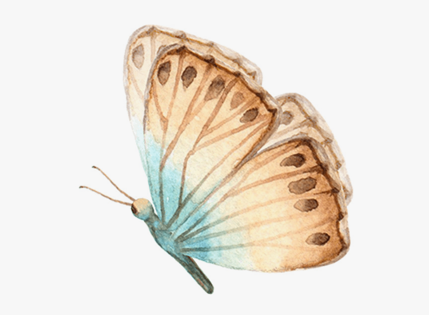 Lycaenid, HD Png Download