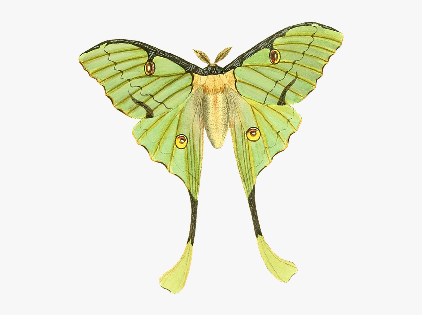 Luna Moth, HD Png Download