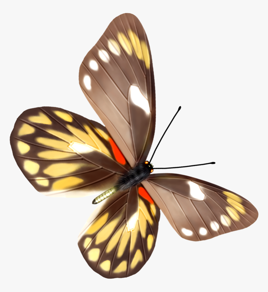 Butterfly With Transparent Background, HD Png Download