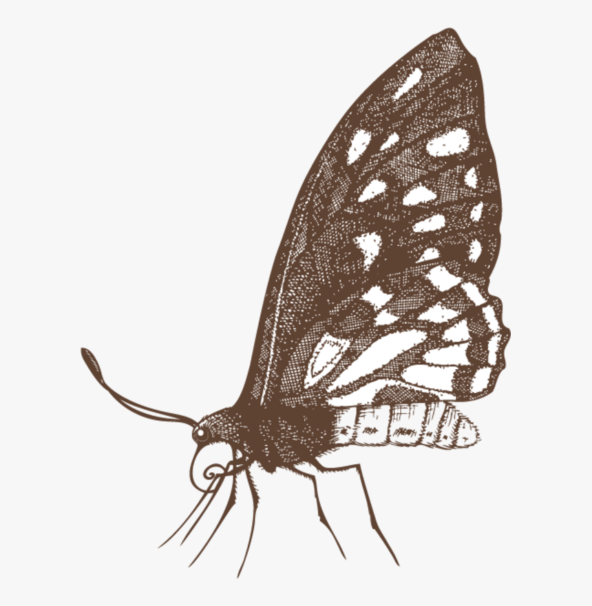 Papilio Machaon, HD Png Download