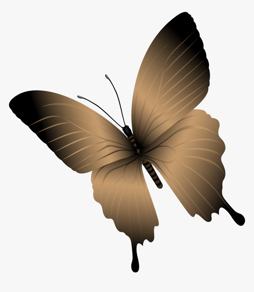 Butterfly, HD Png Download
