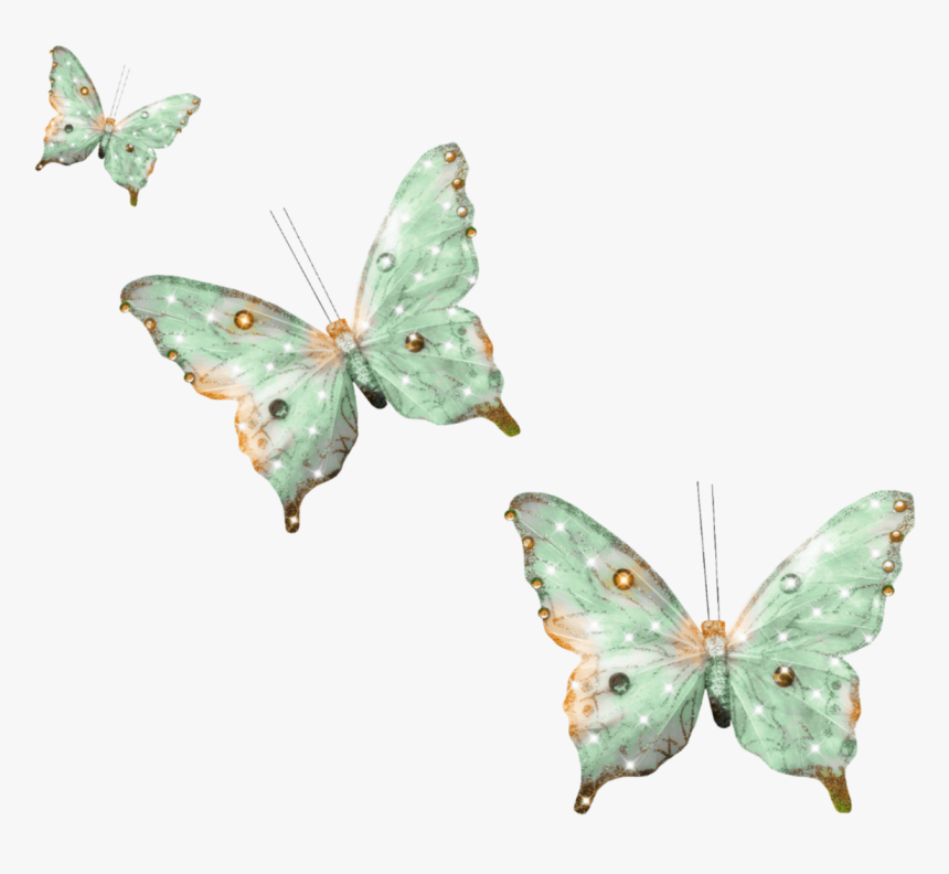 Lycaenid, HD Png Download